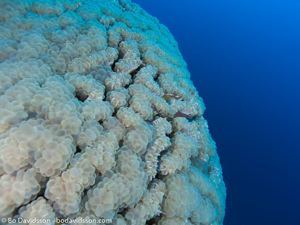 BD-090407-St-Johns-4072888-Plerogyra-sinuosa-(Dana.-1846)-[Rounded-bubblegum-coral].jpg